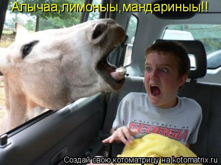 Котоматрица: Алычаа,лимоныы,мандариныы!!