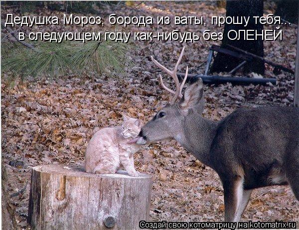 Котоматрица: Дедушка Мороз, борода из ваты, прошу тебя...  в следующем году как-нибудь без ОЛЕНЕЙ