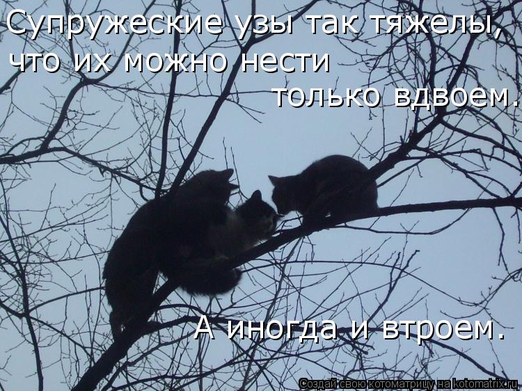 Котоматрица: Супружеские узы так тяжелы,  что их можно нести   только вдвоем.   А иногда и втроем.