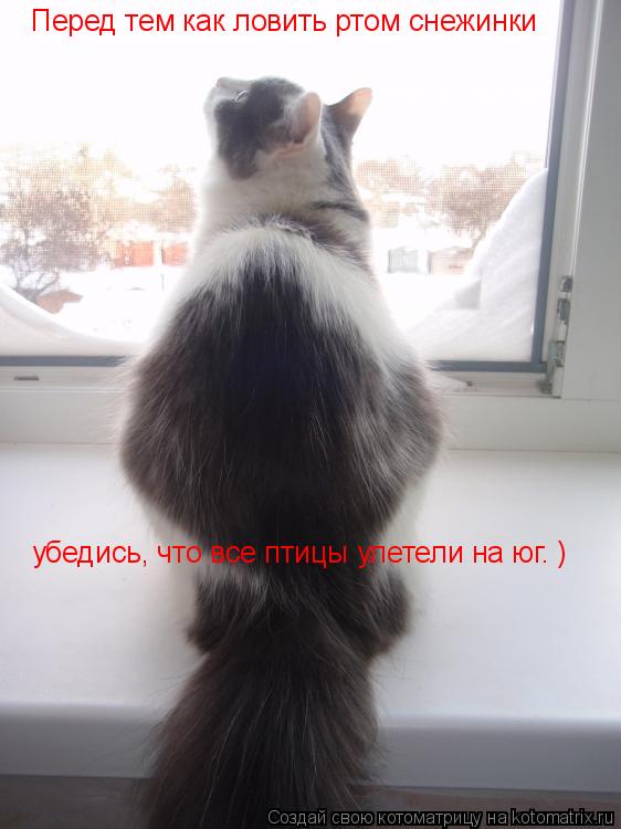 Котоматрица: Перед тем как ловить ртом снежинки убедись, что все птицы улетели на юг. )