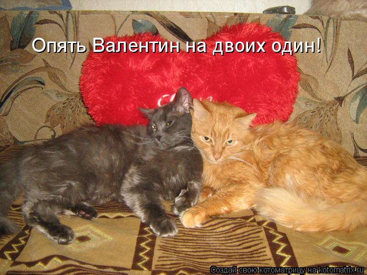 Котоматрица: Опять Валентин на двоих один!
