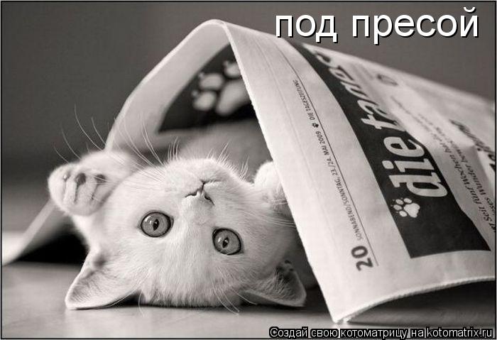 Котоматрица: под пресой