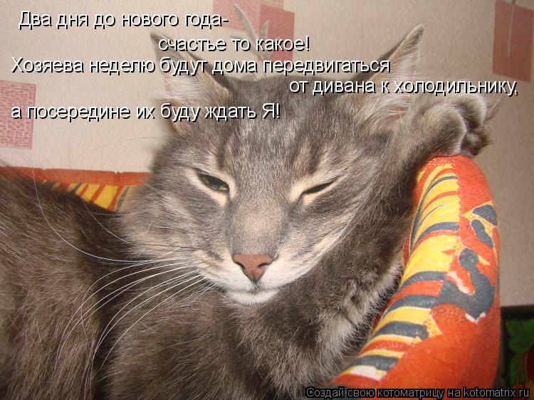 Котоматрица: Два дня до нового года- счастье то какое! Хозяева неделю будут дома передвигаться  от дивана к холодильнику, а посередине их буду ждать Я!