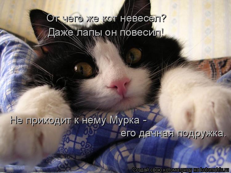 Котоматрица: От чего же кот невесел? Даже лапы он повесил! Не приходит к нему Мурка - его дачная подружка.