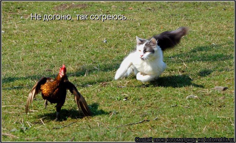 Котоматрица: Не догоню, так согреюсь....