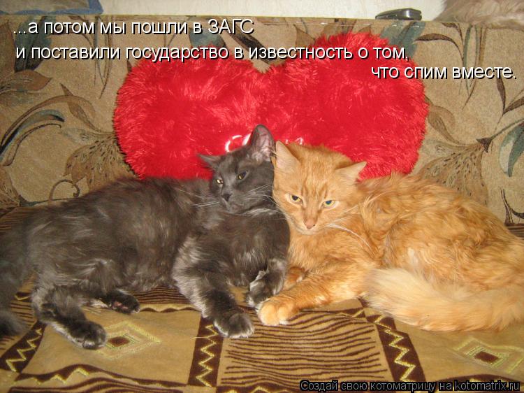 Котоматрица: ...а потом мы пошли в ЗАГС  и поставили государство в известность о том,  что спим вместе.