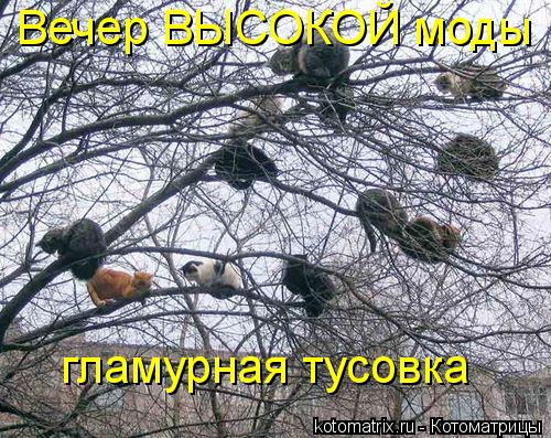 Котоматрица: Вечер ВЫСОКОЙ моды гламурная тусовка