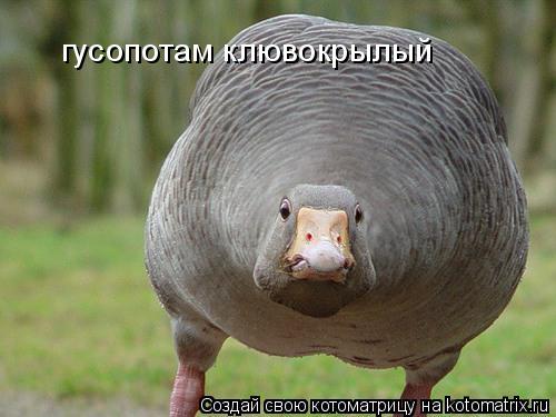 Котоматрица: гусопотам клювокрылый