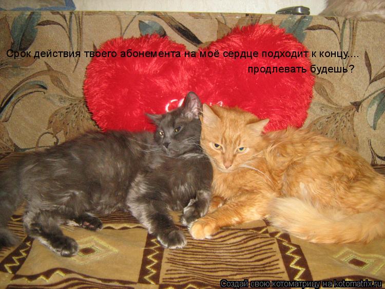 Котоматрица: Срок действия твоего абонемента на моё сердце подходит к концу....  продлевать будешь?