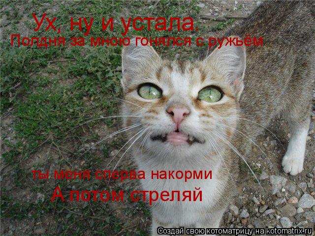 Котоматрица: Ух, ну и устала.  Полдня за мною гонялся с ружьём ты меня сперва накорми А потом стреляй