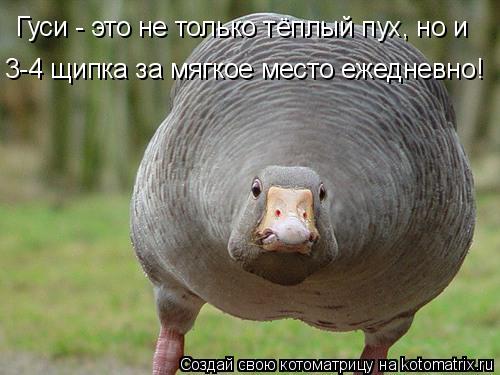 Гуси - это не только тёплый пух, но и 3-4 щипка за мягкое место ежедневно!... Котоматрица: Гуси - это не только тёплый пух, но и 3-4 щипка за мягкое место ежедневно!