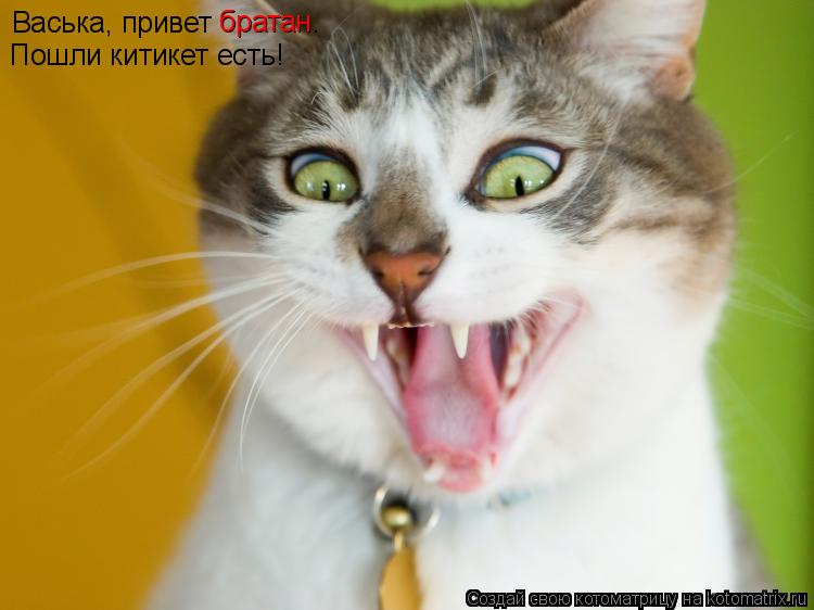 Котоматрица: Васька, привет братан.  Пошли китикет есть! братан