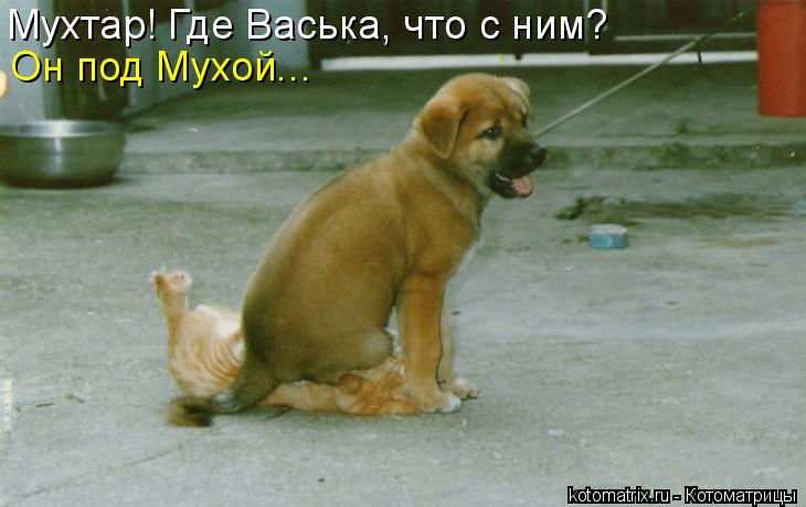 Мухтар! Где Васька, что с ним? Он под Мухой...... Котоматрица: Мухтар! Где Васька, что с ним? Он под Мухой...