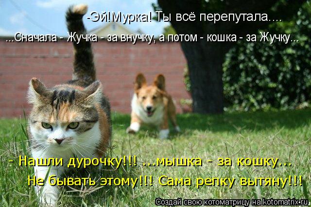 Не бывать этому!!! Сама репку вытяну!!! - Нашли дурочку!!! ...мышка - за кошку... -Эй!Мурка! Ты всё п... Котоматрица: Не бывать этому!!! Сама репку вытяну!!! - Нашли дурочку!!! ...мышка - за кошку... -Эй!Мурка! Ты всё перепутала.... ...Сначала - Жучка - за внучку, а п