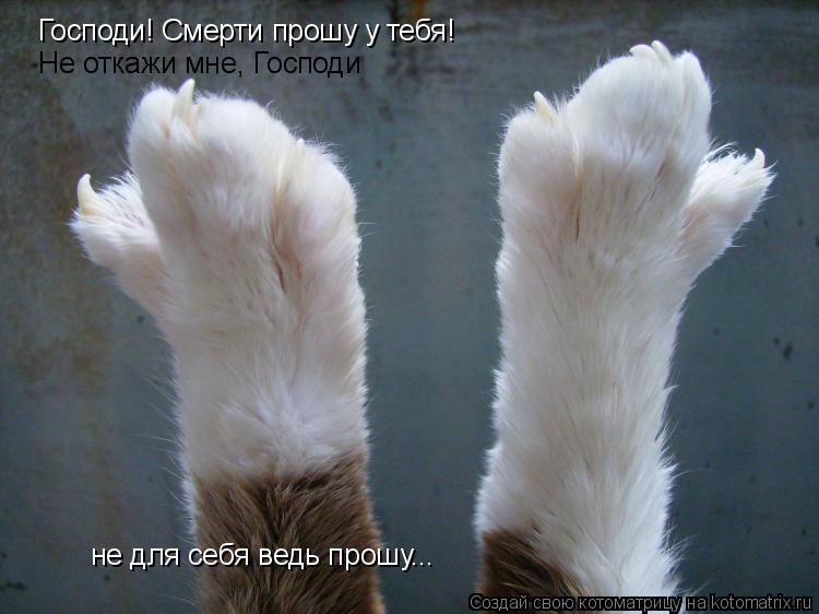 Господи! Смерти прошу у тебя! Не откажи мне, Господи не для себя ведь прошу...... Котоматрица: Господи! Смерти прошу у тебя! Не откажи мне, Господи не для себя ведь прошу...
