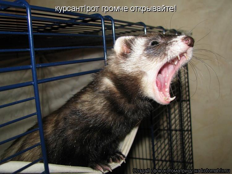 курсант!рот громче открывайте!... Котоматрица: курсант!рот громче открывайте!