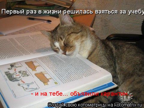 Первый раз в жизни решилась взяться за учебу - и на тебе... объявили карантин...... Котоматрица: Первый раз в жизни решилась взяться за учебу - и на тебе... объявили карантин...