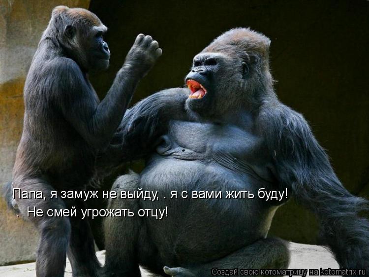 «Папа, я замуж не выйду, — я с вами жить буду!» — «Не смей угрожать отцу!»... Котоматрица: «Папа, я замуж не выйду, — я с вами жить буду!» — «Не смей угрожать отцу!»