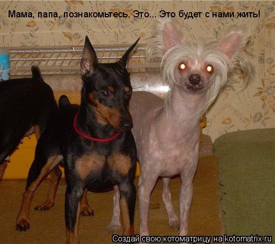 Мама, папа, познакомьтесь. Это... Это будет с нами жить!... Котоматрица: Мама, папа, познакомьтесь. Это... Это будет с нами жить!
