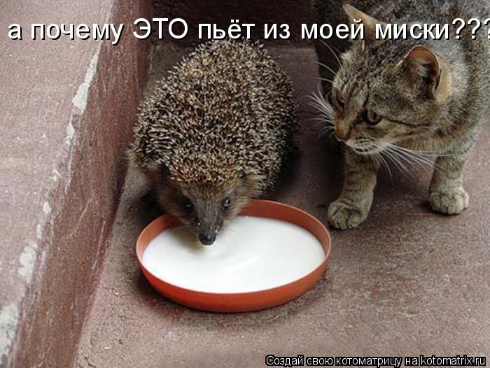а почему ЭТО пьёт из моей миски????... Котоматрица: а почему ЭТО пьёт из моей миски????