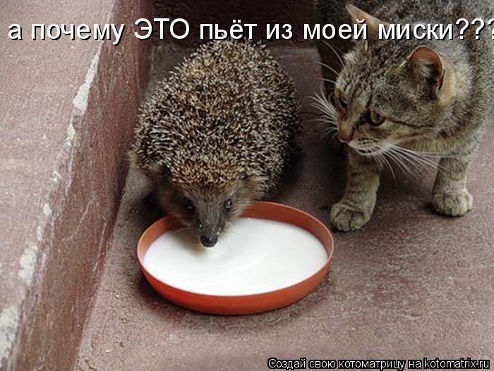 Котоматрица: а почему ЭТО пьёт из моей миски????