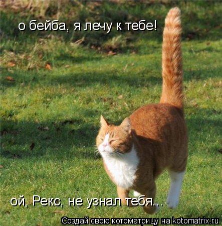 о бейба, я лечу к тебе! ой, Рекс, не узнал тебя...... Котоматрица: о бейба, я лечу к тебе! ой, Рекс, не узнал тебя...