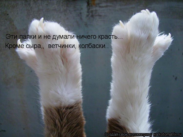 Эти лапки и не думали ничего красть... Кроме сыра,, ветчинки, колбаски..... Котоматрица: Эти лапки и не думали ничего красть... Кроме сыра,, ветчинки, колбаски..