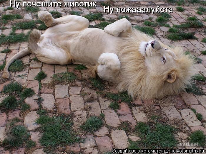 Ну почешите животик Ну пожааалуйста... Котоматрица: Ну почешите животик Ну пожааалуйста