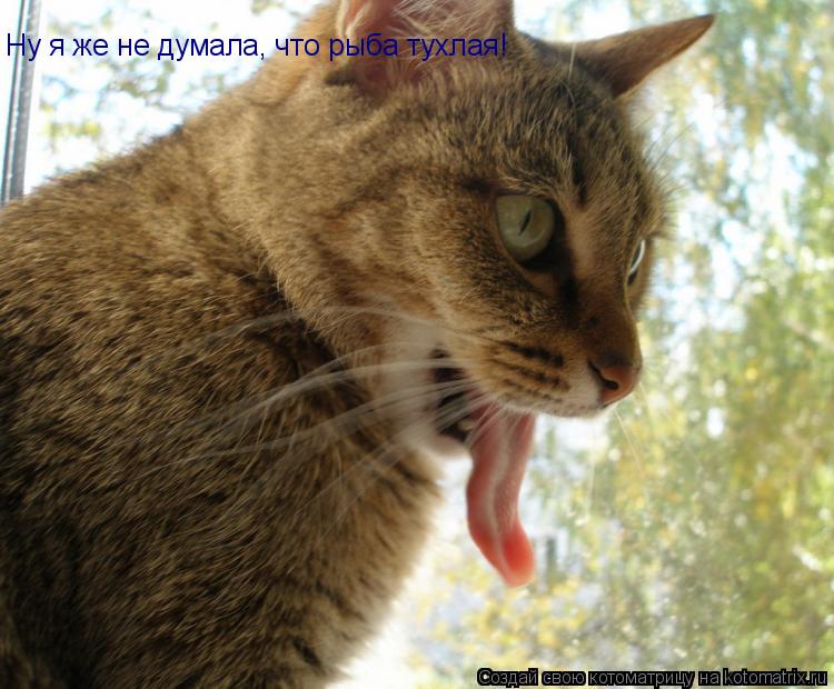 Ну я же не думала, что рыба тухлая!... Котоматрица: Ну я же не думала, что рыба тухлая!
