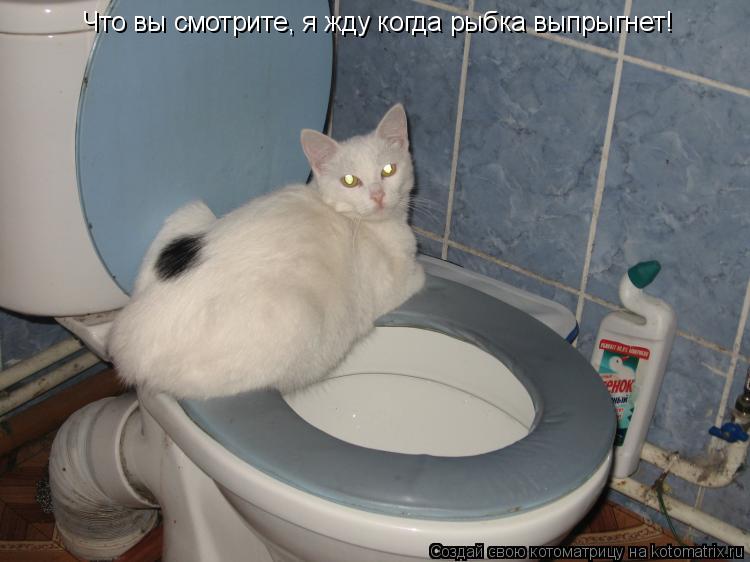 Что вы смотрите, я жду когда рыбка выпрыгнет!... Котоматрица: Что вы смотрите, я жду когда рыбка выпрыгнет!