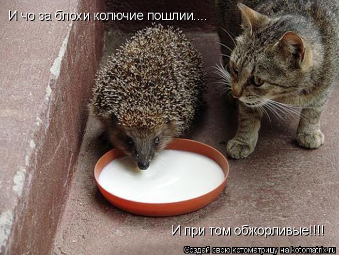 И чо за блохи колючие пошлии.... И при том обжорливые!!!!... Котоматрица: И чо за блохи колючие пошлии.... И при том обжорливые!!!!