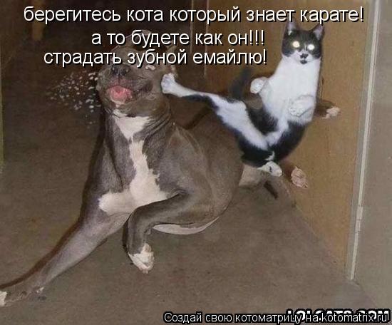 берегитесь кота который знает карате! а то будете как он!!! страдать зубной емайлю!... Котоматрица: берегитесь кота который знает карате! а то будете как он!!! страдать зубной емайлю!