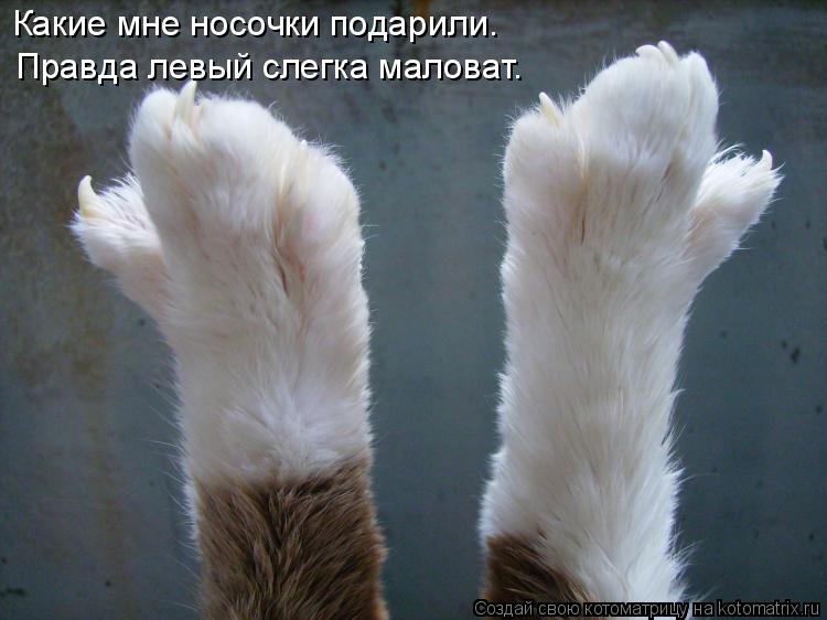 Какие мне носочки подарили. Правда левый слегка маловат.... Котоматрица: Какие мне носочки подарили. Правда левый слегка маловат.