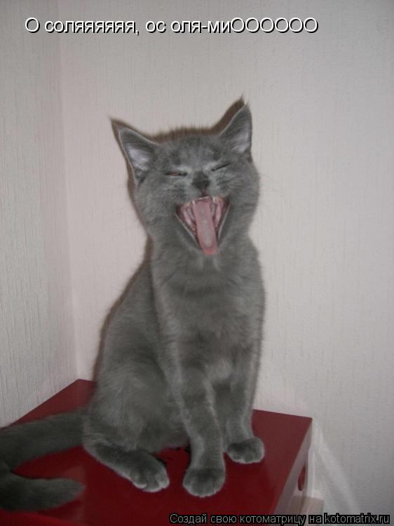 О соляяяяяя, ос оля-миОООООО... Котоматрица: О соляяяяяя, ос оля-миОООООО