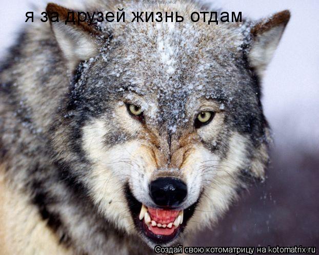 я за друзей жизнь отдам... Котоматрица: я за друзей жизнь отдам