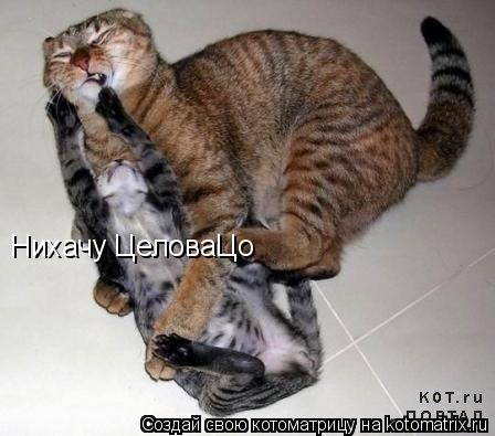 Нихачу ЦеловаЦо... Котоматрица: Нихачу ЦеловаЦо