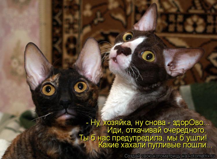 Котоматрица: - Ну, хозяйка, ну снова - здорОво... Иди, откачивай очередного. Ты б нас предупредила, мы б ушли! Какие хахали пугливые пошли...