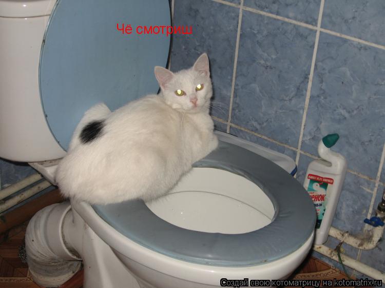 Чё смотриш... Котоматрица: Чё смотриш