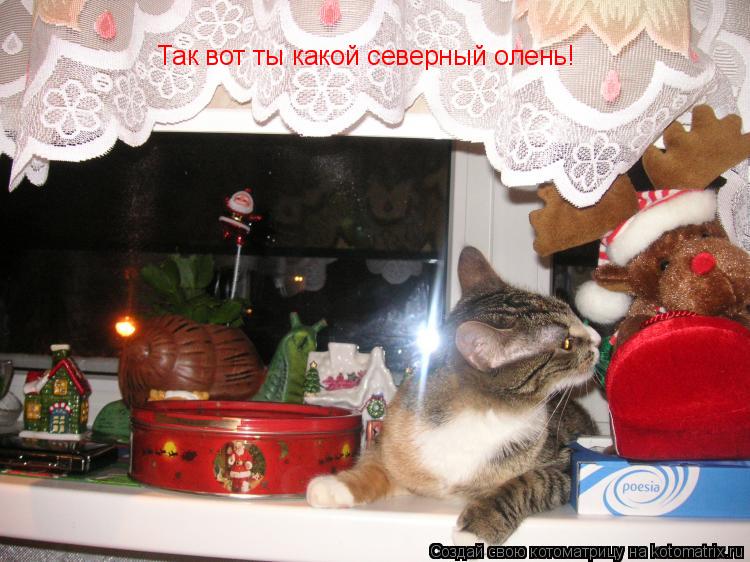 Так вот ты какой северный олень!... Котоматрица: Так вот ты какой северный олень!