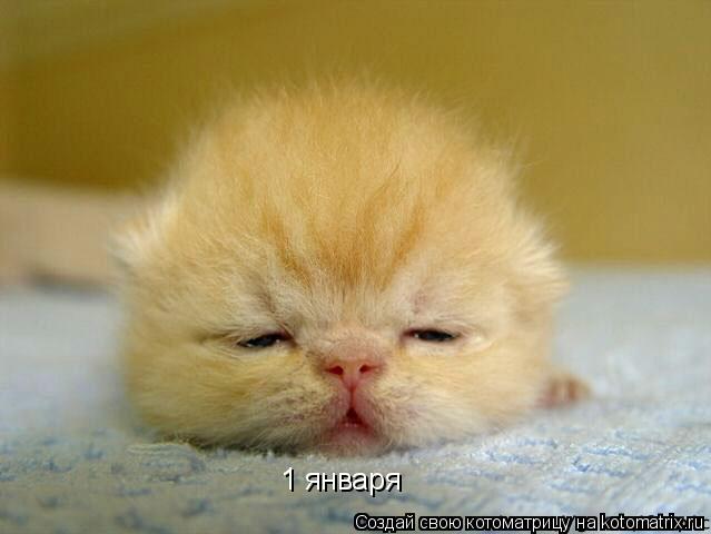 1 января... Котоматрица: 1 января