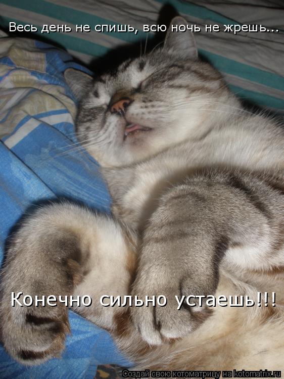 Весь день не спишь, всю ночь не жрешь... Конечно сильно устаешь!!!... Котоматрица: Весь день не спишь, всю ночь не жрешь... Конечно сильно устаешь!!!