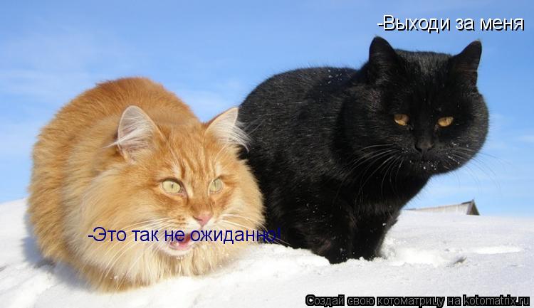 Котоматрица: -Выходи за меня  -Это так не ожиданно!