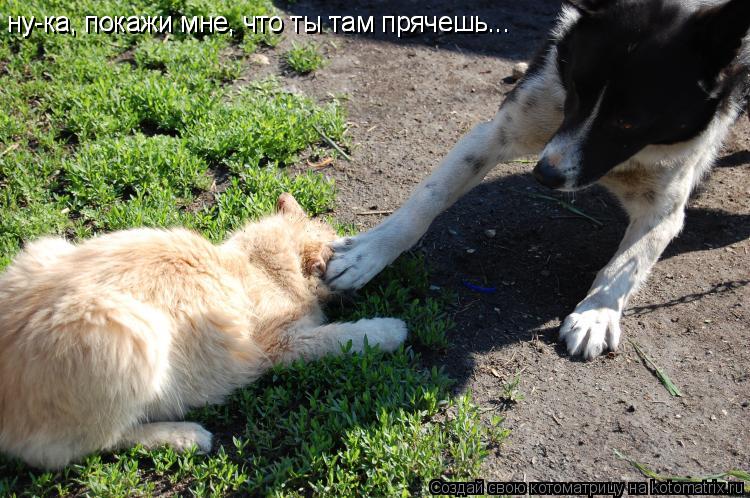 Котоматрица: ну-ка, покажи мне, что ты там прячешь... ну-ка, покажи мне, что ты там прячешь...
