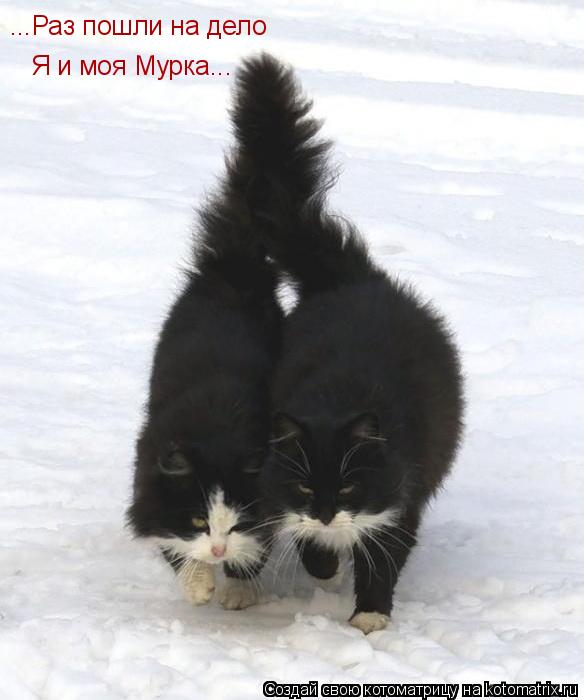 Котоматрица: Я и моя Мурка... ...Раз пошли на дело