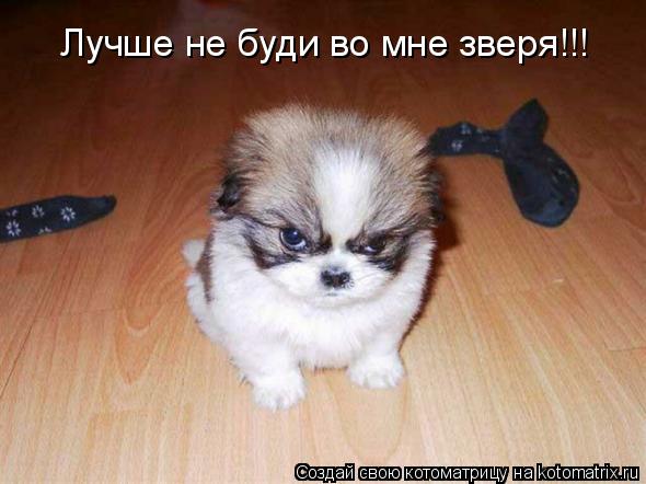 Котоматрица: Лучше не буди во мне зверя!!!
