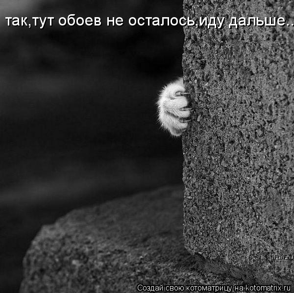 так,тут обоев не осталось,иду дальше...... Котоматрица: так,тут обоев не осталось,иду дальше...