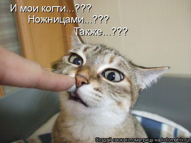 И мои когти...??? Ножницами...??? Также...???... Котоматрица: И мои когти...??? Ножницами...??? Также...???