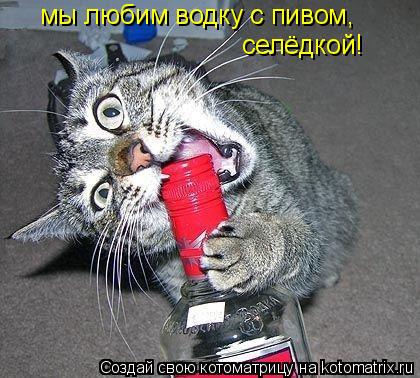 Котоматрица: мы любим водку с пивом, селёдкой!