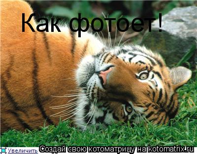 Котоматрица: Как фотоет!