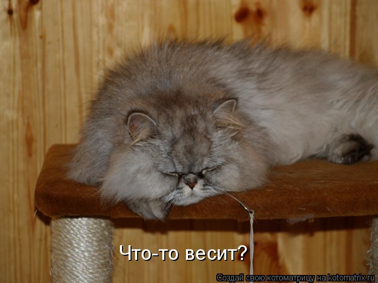 Котоматрица: Что-то весит?
